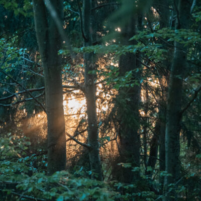 WERTVOLL - Mentale Stärke für Beruf und Sport entwickeln (für Männer)