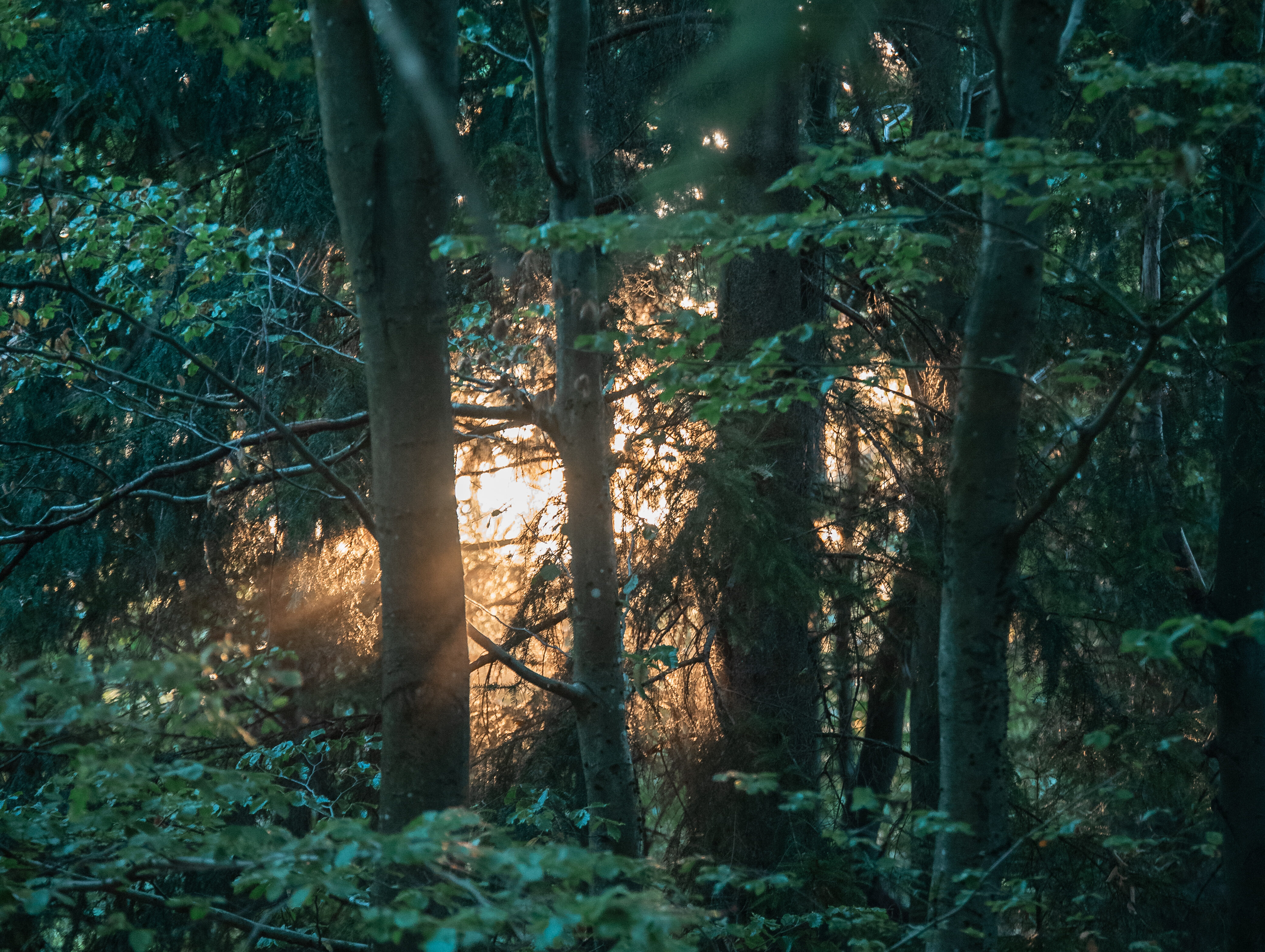 WERTVOLL - Mentale Stärke für Beruf und Sport entwickeln (für Männer)